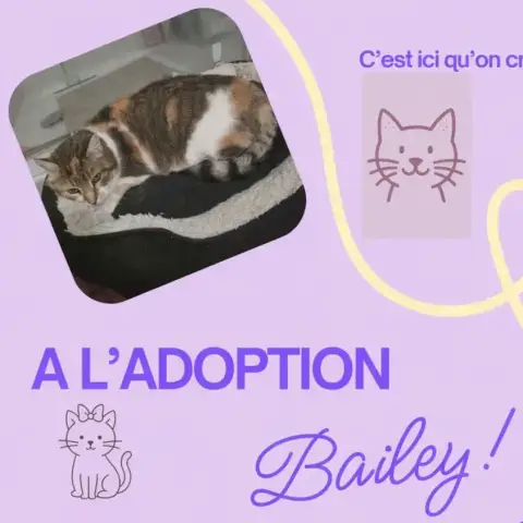 Bailey