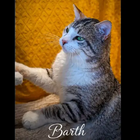 Bart photo 2