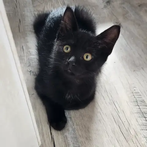 Otto