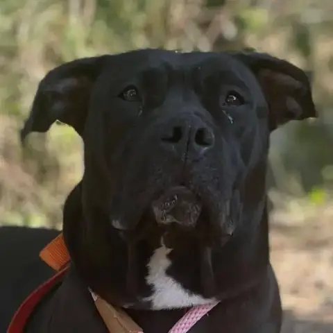 Sheyen photo 2