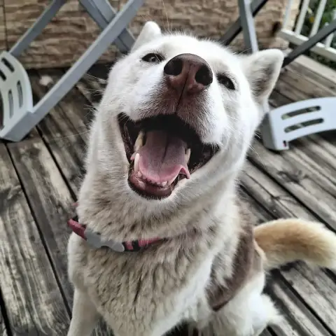 Bonnie