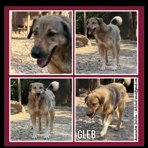 Gelu