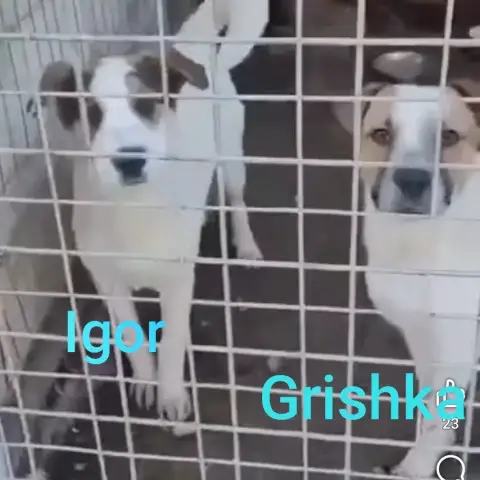 Igor