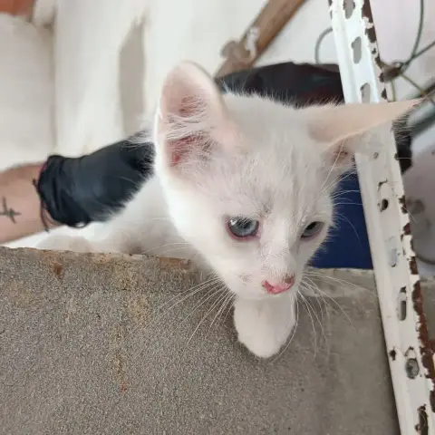 Feli