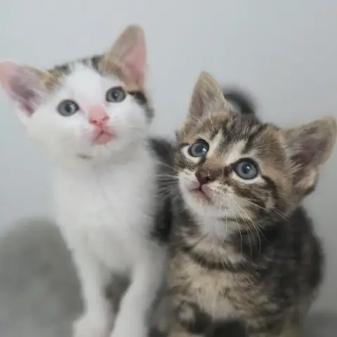 Sora photo 2