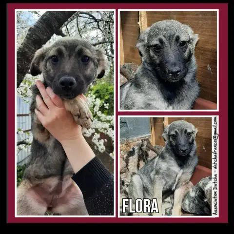 Flora