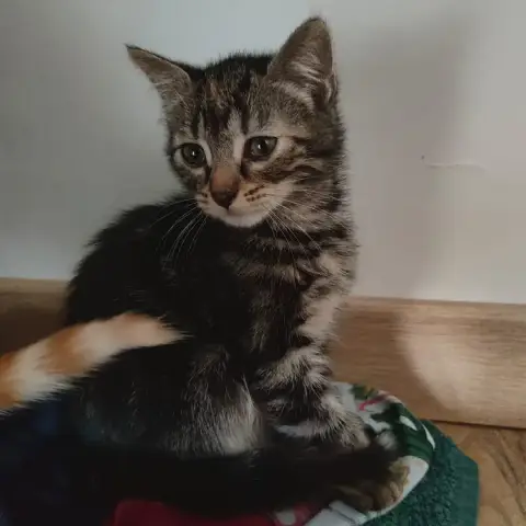 Altaïr