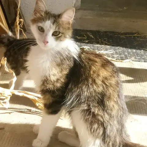 Cacahuete
