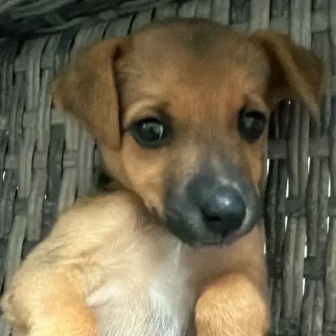 Romy
