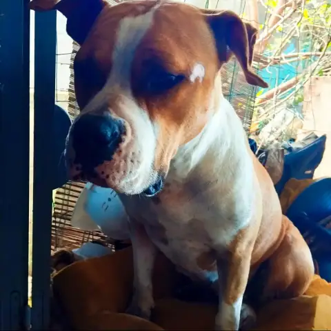 Simba photo 2