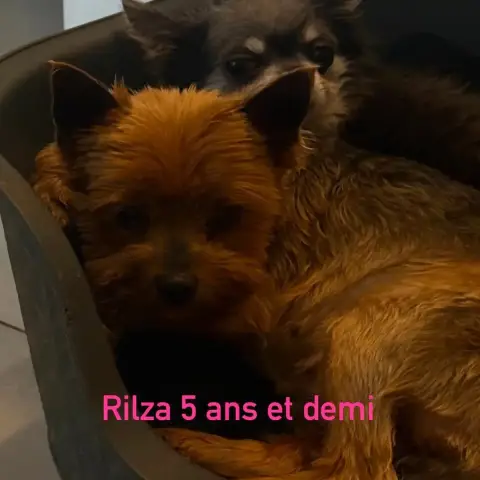 Rilza