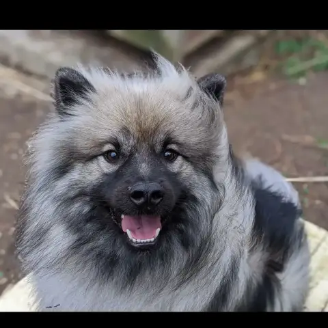 Pixel