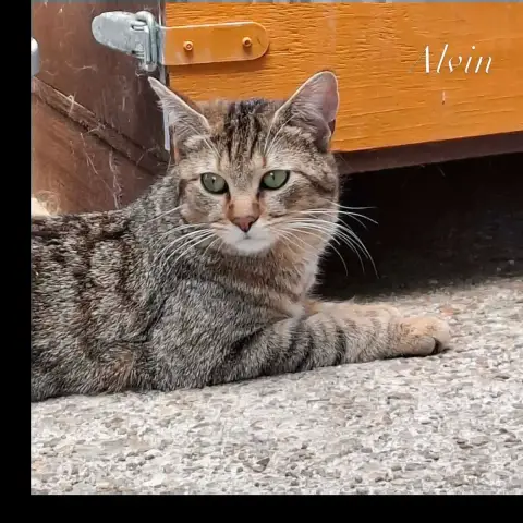 Alvin