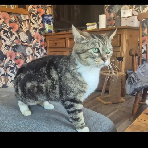 Bibi photo 2