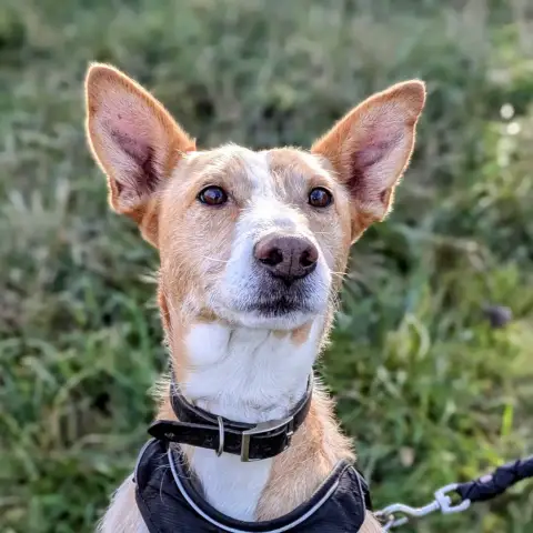 Dobby