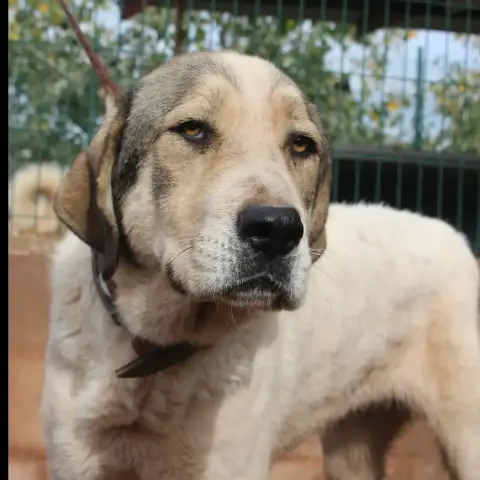 Mansa