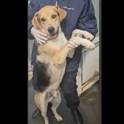 Dario
