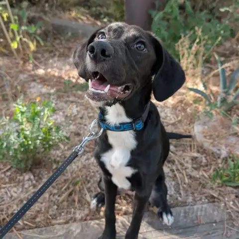 Nova