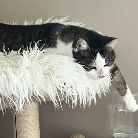 Patoune photo 3