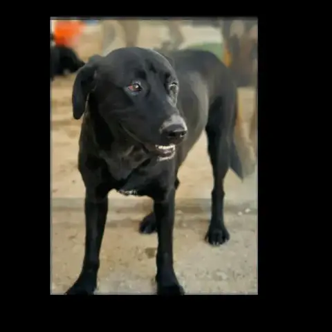 Nala photo 2
