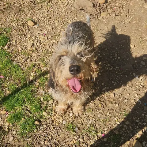 Peanuts photo 2