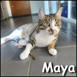 Maya