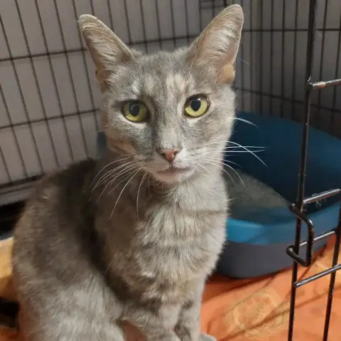 Biscuit