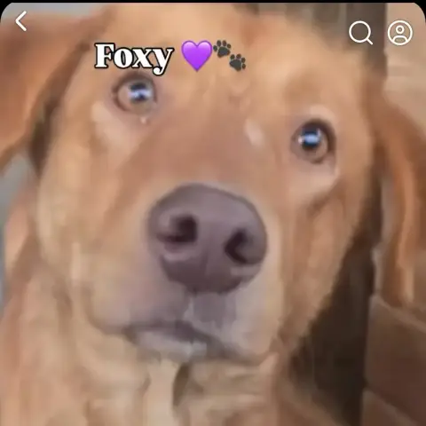 Foxy