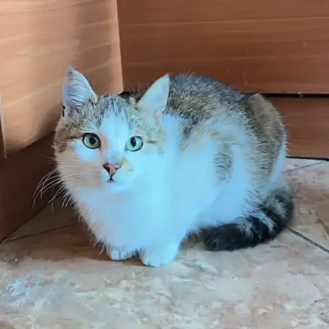 Gwen