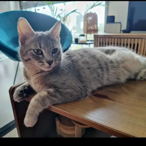 Idril photo 3
