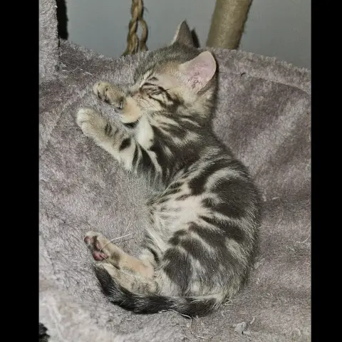 Zeus photo 3