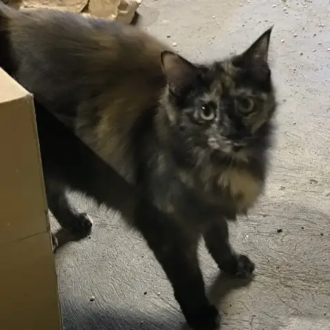 Kyara