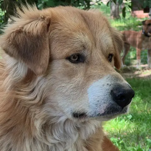 Bouba