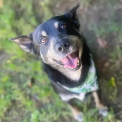Piki photo 3