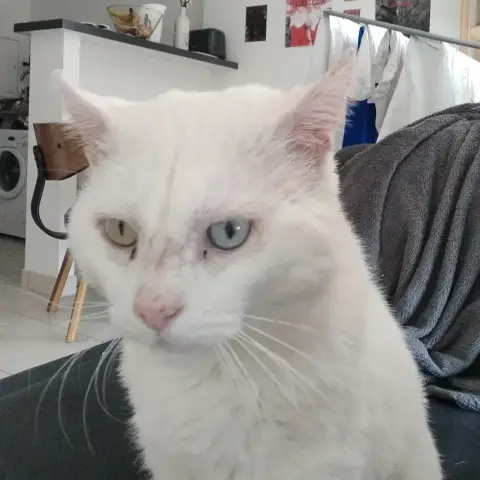 Aslan photo 3