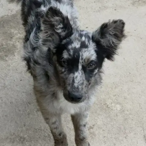 Jango