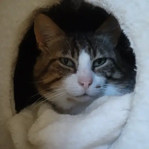 Pantoufle photo 3