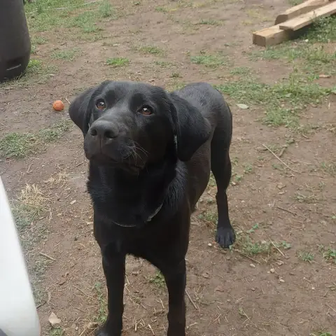 Lola