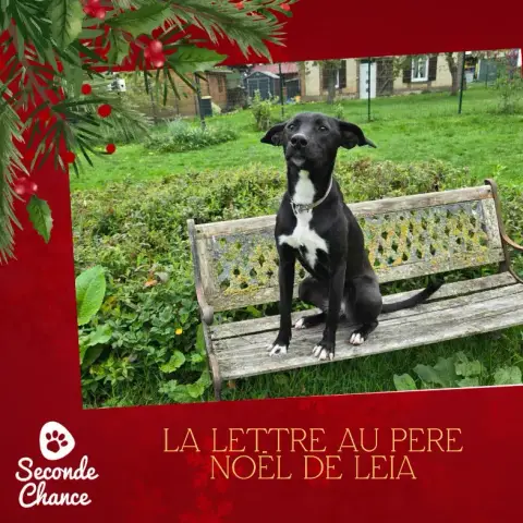La Lettre Au Père Noël De Leia
