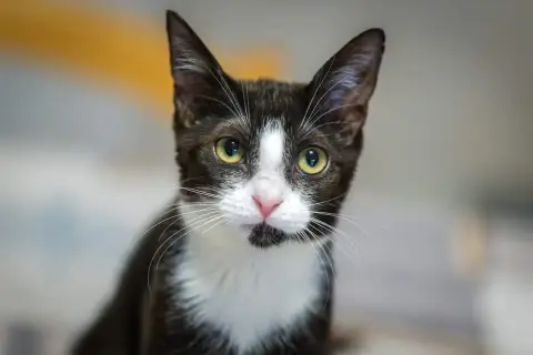 Coco