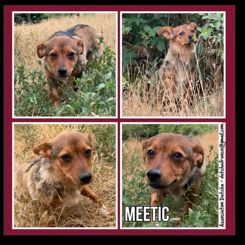 Meetic
