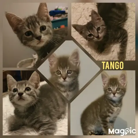 Tango