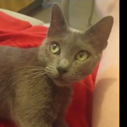 Jasmine photo 2