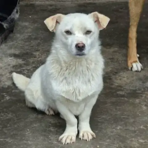 Coquitos