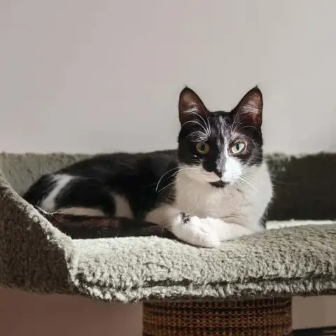 Oreo