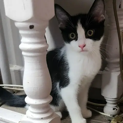 Buster