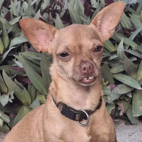 Super Coco photo 2