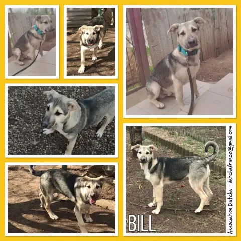 Bill