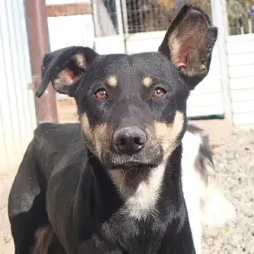 Hako