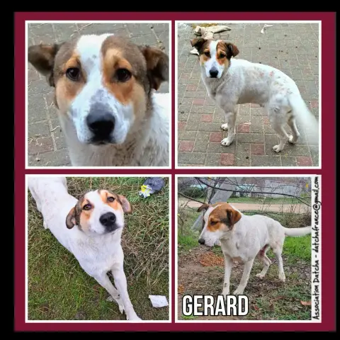 Gerard